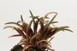 : - Centrolepis polygyna