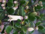 : - Correa backhouseana
