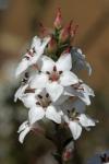 : - Epacris exserta