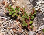 : - Gonocarpus montanus