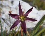 : - Isophysis tasmanica