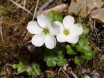 : - Oxalis magellanica