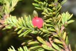 : - Podocarpus lawrencei
