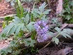: - Hydrophyllum capitatum