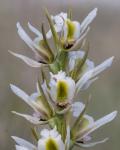 : - Prasophyllum tunbridgense