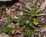:-Rubus gunnianus