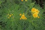 : - Senecio pinnatifolius var. capillifolius