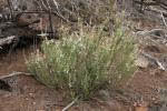 : - Teucrium corymbosum