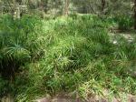 Cyperus involucratus - Cyperus alternifolius subsp. flabelliformis