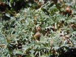 : - Astragalus kentrophyta