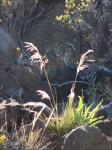 : - Deschampsia nubigena