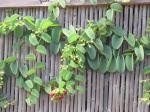 : - Cissus rotundifolia
