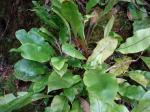 : - Elaphoglossum parvisquameum