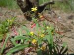 : - Camissonia parvula