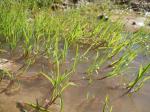 Wasser-Quellgras - Catabrosa aquatica
