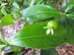 Brasilianische Kirschmyrte - Eugenia brasiliensis