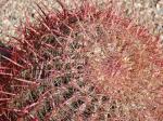 : - Ferocactus cylindraceus