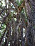: - Ficus platypoda