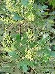 : - Filicium decipiens