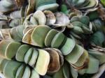 : - Gasteria glomerata