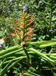 Zieringwer - Hedychium coccineum