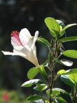 : - Hibiscus waimeae
