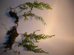 : - Hymenophyllum recurvum