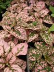 Punktblatt - Hypoestes phyllostachya