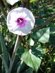 Süßkartoffel - Ipomoea batatas