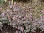: - Kalanchoe fedtschenkoi