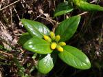 : - Labordia hedyosmifolia