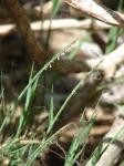 : - Lepturus repens