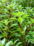 Sumpf-Heusenkraut - Ludwigia palustris