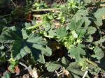 : - Malva parviflora