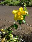 : - Mandevilla funiformis