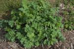 Große Bibernelle - Pimpinella major