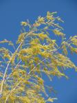 : - Melaleuca bracteata