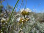 : - Arenaria congesta