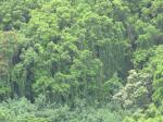 : - Mucuna gigantea