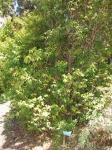: - Plinia cauliflora