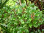 : - Myrsine sandwicensis