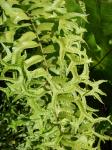 : - Nephrolepis falcata