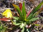 Steife Nachtkerze - Oenothera stricta