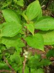 Mamaki - Pipturus albidus