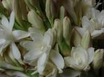 Tuberose - Polianthes tuberosa