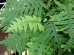: - Polypodiodes formosana