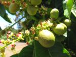 : - Pometia pinnata