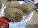 Große Sapote-Pouteria sapota