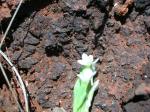 : - Schenkia sebaeoides
