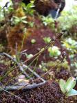 : - Schizaea robusta
